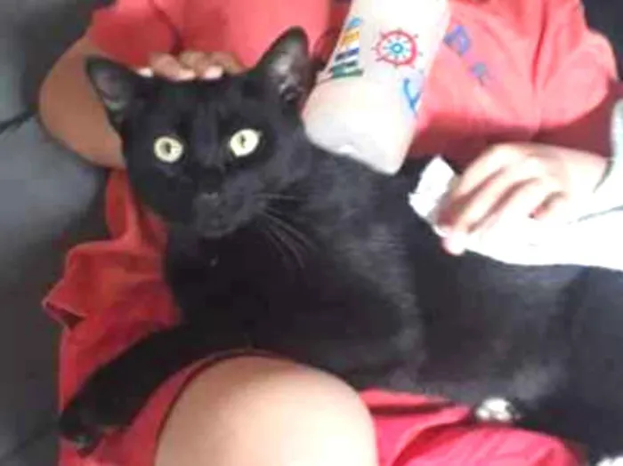 Gato ra a  idade 7 a 11 meses nome Pretinho