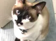 Tobias 