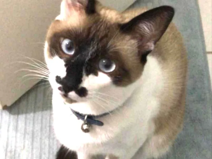 Gato ra a SRD idade 1 ano nome Tobias 