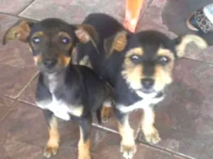 Cachorro raça Mestiças  idade 1 ano nome Mila e Nina 