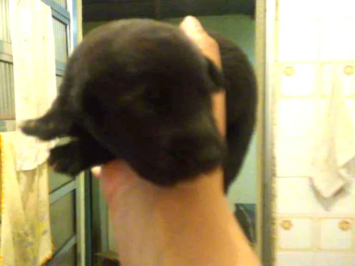 Cachorro ra a vira lata idade Abaixo de 2 meses nome não tem