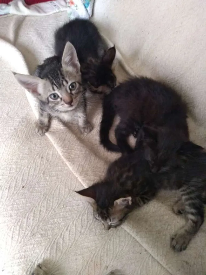 Gato ra a  idade 2 a 6 meses nome Bolota,Feia,Mikinha,