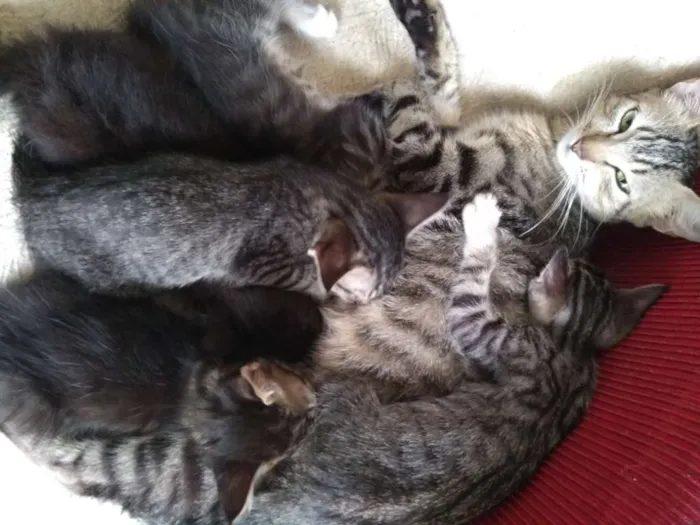 Gato ra a  idade 2 a 6 meses nome Bolota,Feia,Mikinha,