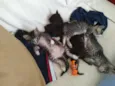 Bolota,Feia,Mikinha,