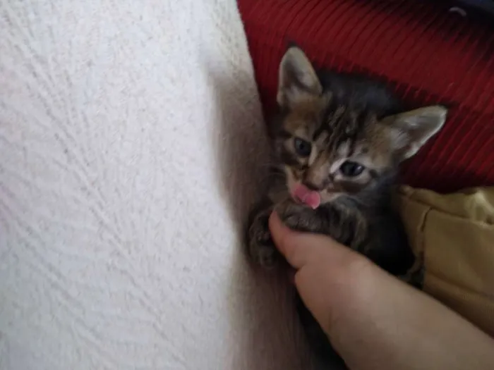 Gato ra a  idade 2 a 6 meses nome Bolota,Feia,Mikinha,