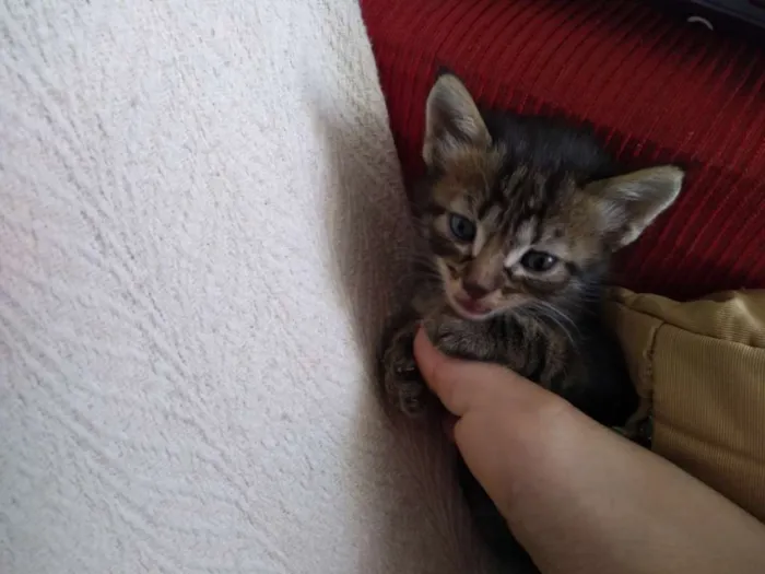 Gato ra a  idade 2 a 6 meses nome Bolota,Feia,Mikinha,