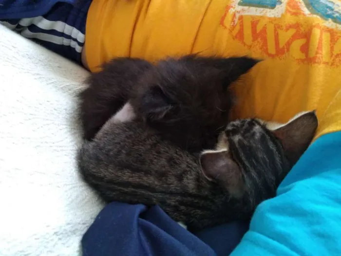 Gato ra a  idade 2 a 6 meses nome Bolota,Feia,Mikinha,