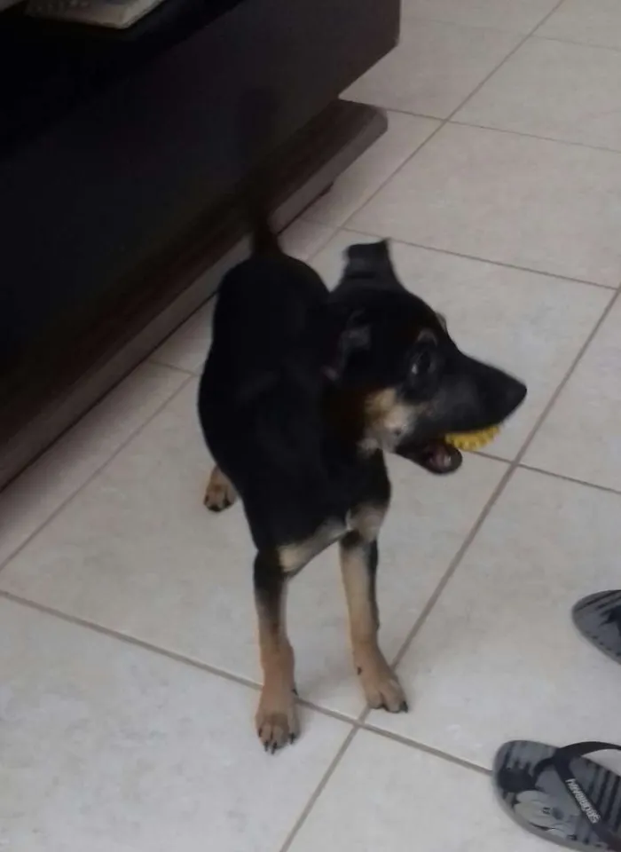 Cachorro ra a Vira lata idade 2 a 6 meses nome Dora