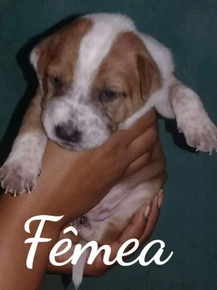 Cachorro ra a SRD idade Abaixo de 2 meses nome Nina e filhotes