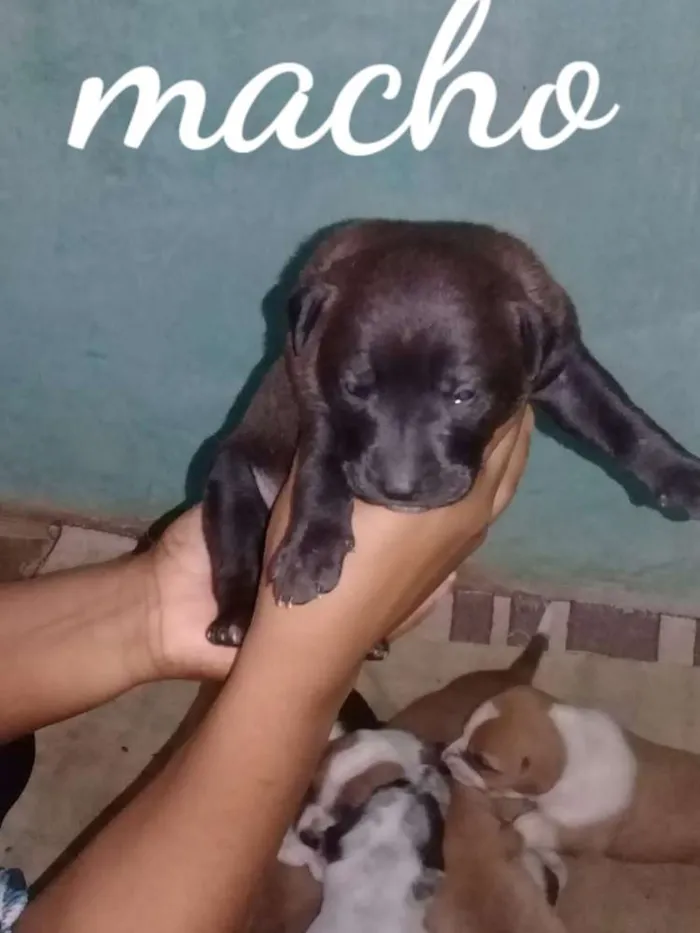 Cachorro ra a SRD idade Abaixo de 2 meses nome Nina e filhotes