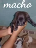 Nina e filhotes