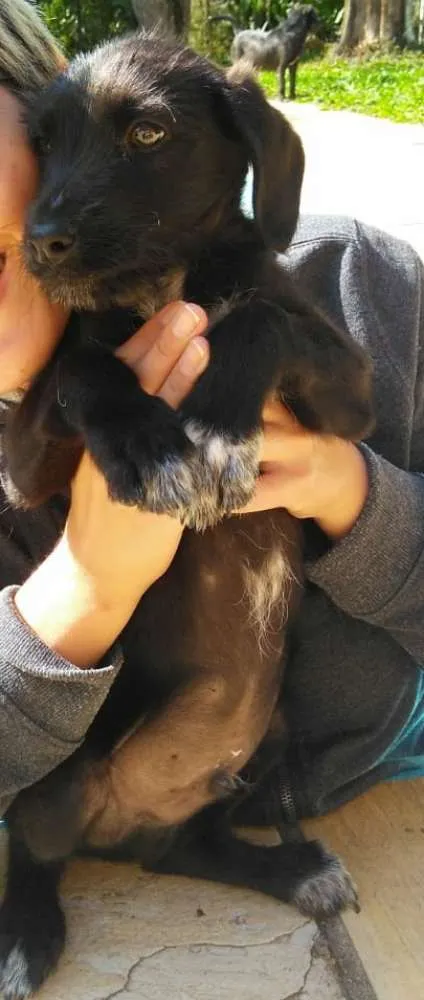 Cachorro ra a Sem raça definida idade 2 a 6 meses nome Sem nome