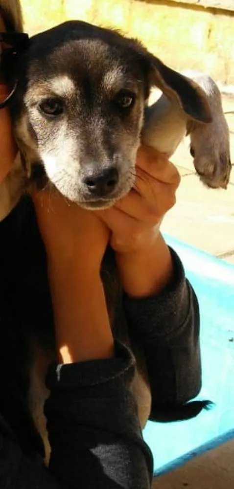 Cachorro ra a Sem raça definida idade 2 a 6 meses nome Sem nome