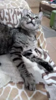 Catarina