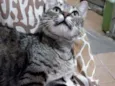Catarina