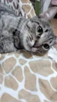 Catarina
