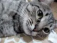 Catarina