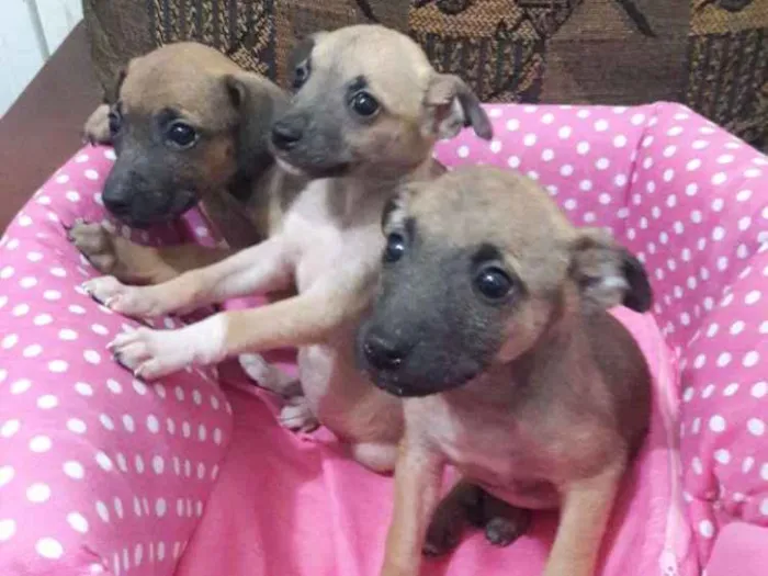 Cachorro ra a Indefinida idade 2 a 6 meses nome Cadelinhas