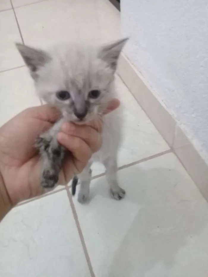 Gato ra a Siamês  idade Abaixo de 2 meses nome Sem nome 