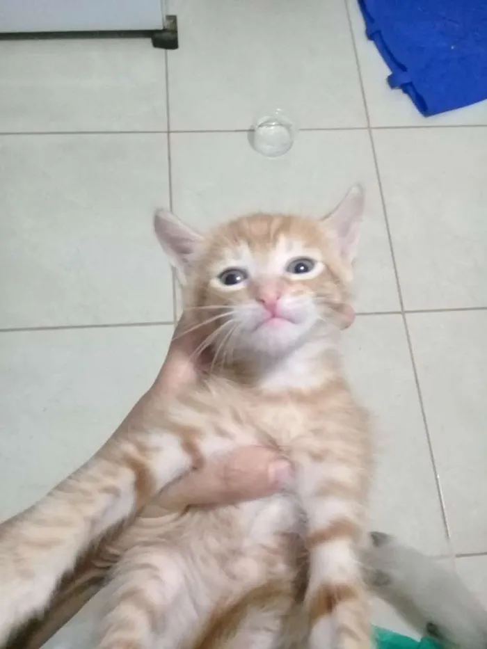 Gato ra a Siamês  idade Abaixo de 2 meses nome Sem nome 