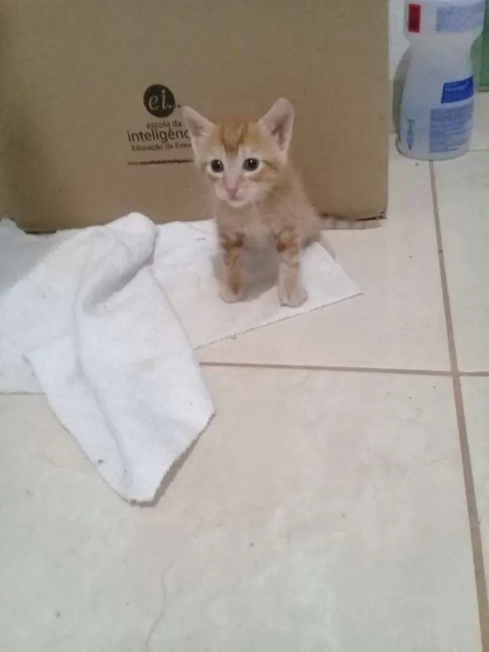 Gato ra a Siamês  idade Abaixo de 2 meses nome Sem nome 