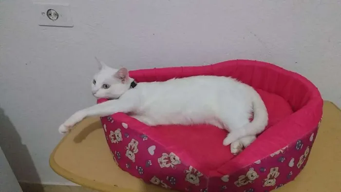 Gato ra a SRD idade 1 ano nome Signy Marie