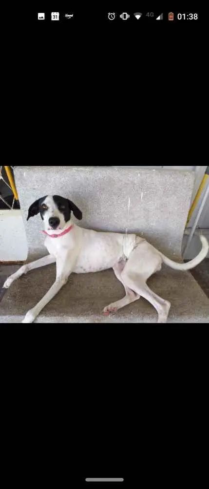 Cachorro ra a SRD idade 1 ano nome Brisa 