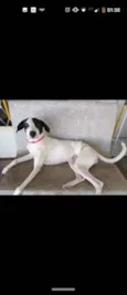 Brisa