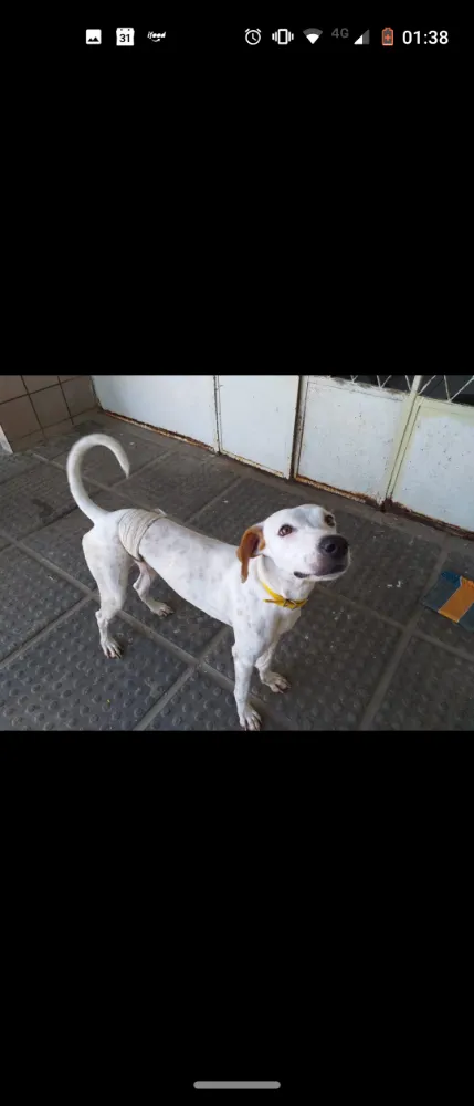 Cachorro ra a SRD idade 1 ano nome Brisa 