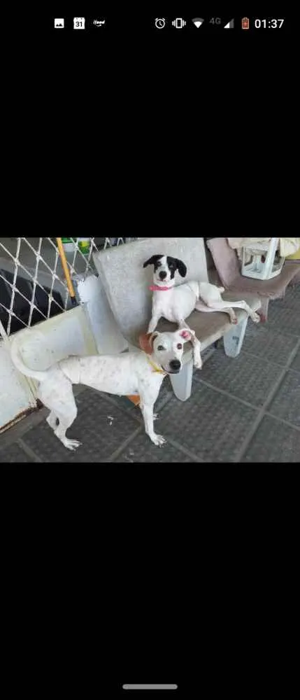 Cachorro ra a SRD idade 1 ano nome Brisa 