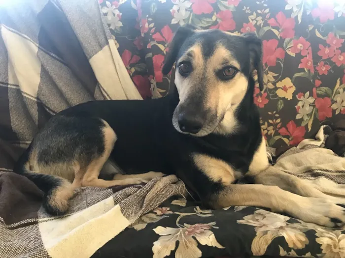 Cachorro ra a SEM RAÇA DEFINIDA  idade 3 anos nome JUNIOR 
