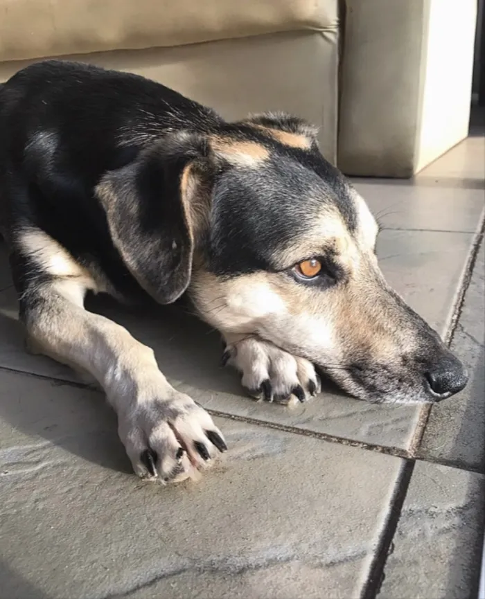 Cachorro ra a SEM RAÇA DEFINIDA  idade 3 anos nome JUNIOR 