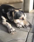 JUNIOR