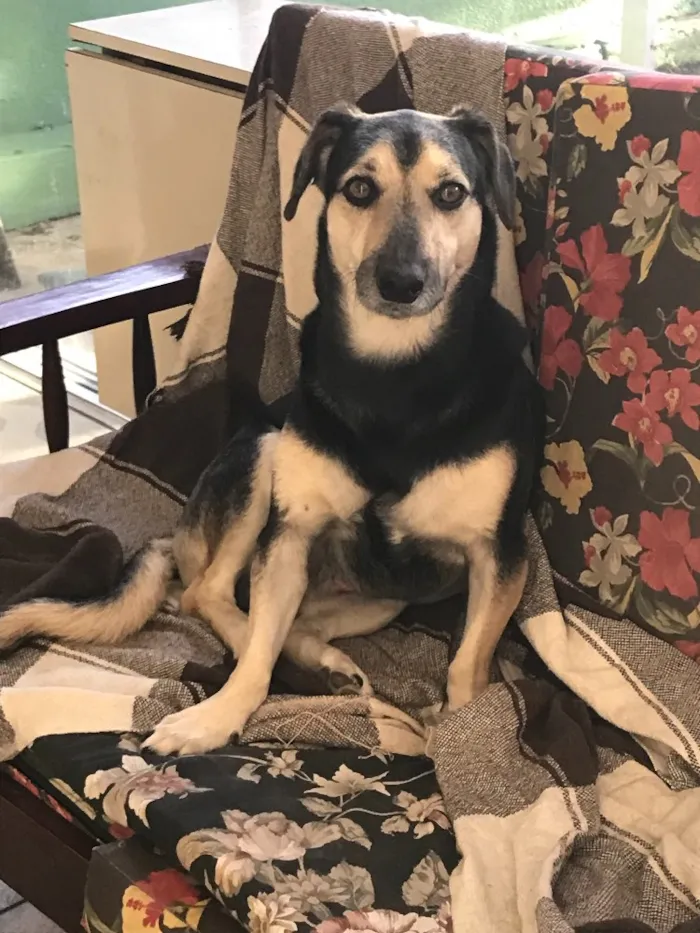 Cachorro ra a SEM RAÇA DEFINIDA  idade 3 anos nome JUNIOR 