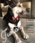 JUNIOR