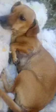 Belinha
