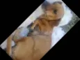 Belinha