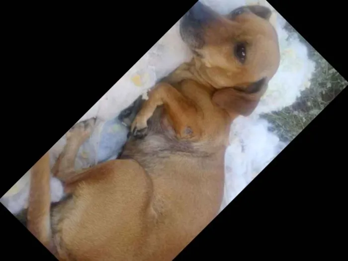 Cachorro ra a Basset com vira lata idade 4 anos nome Belinha