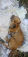Belinha