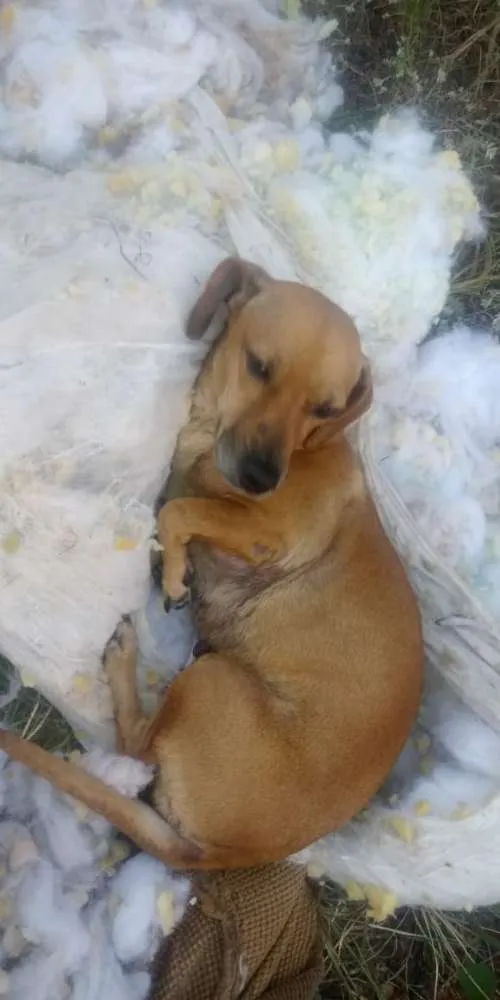 Cachorro ra a Basset com vira lata idade 4 anos nome Belinha