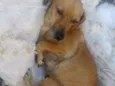 Belinha