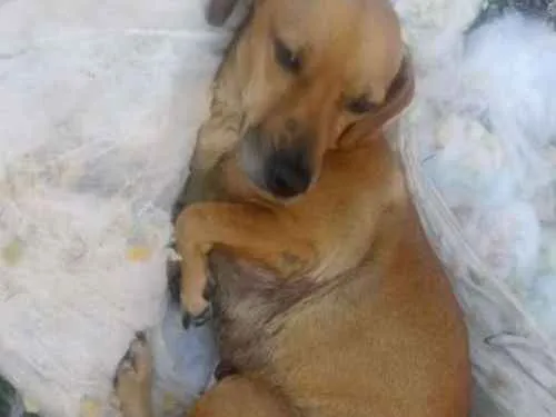 Cachorro ra a Basset com vira lata idade 4 anos nome Belinha