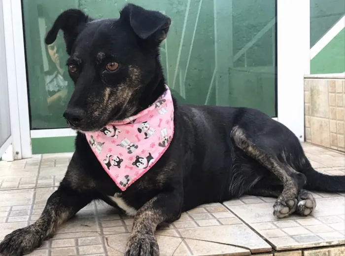 Cachorro ra a SEM RAÇA DEFINIDA  idade 3 anos nome OLÍVIA 