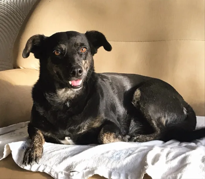Cachorro ra a SEM RAÇA DEFINIDA  idade 3 anos nome OLÍVIA 
