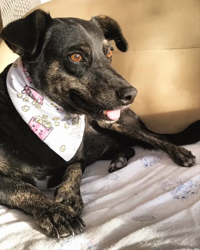 Cachorro ra a SEM RAÇA DEFINIDA  idade 3 anos nome OLÍVIA 