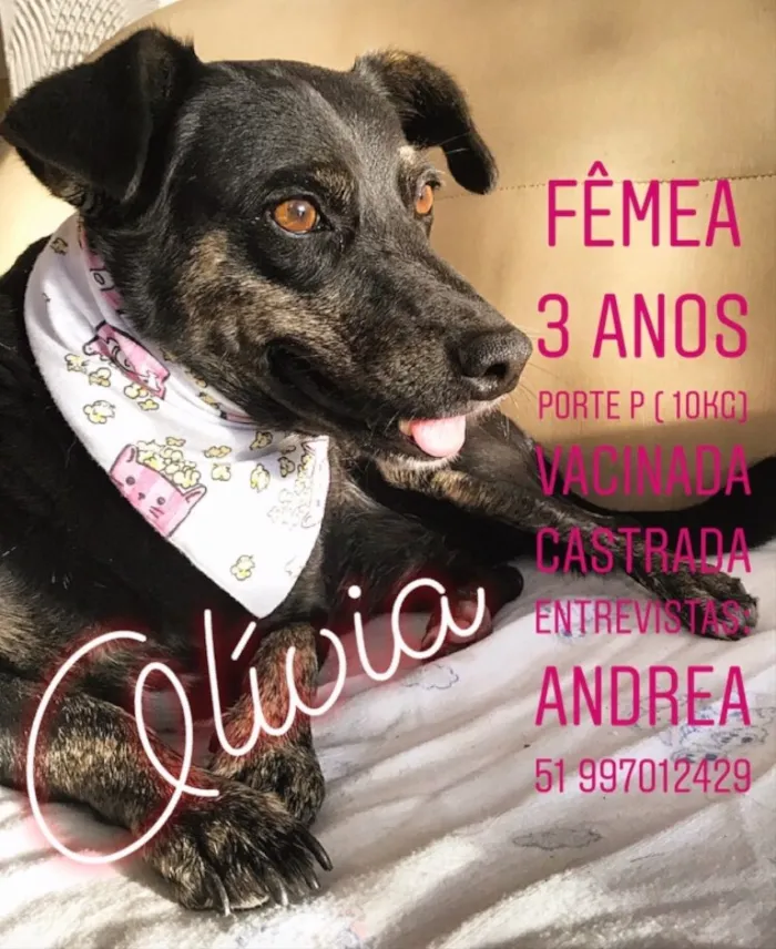 Cachorro ra a SEM RAÇA DEFINIDA  idade 3 anos nome OLÍVIA 