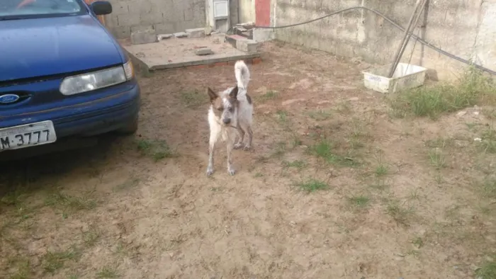 Cachorro ra a Vira lata idade 7 a 11 meses nome Boris