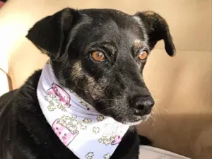 Cachorro raça SEM RAÇA DEFINIDA  idade 3 anos nome OLÍVIA 