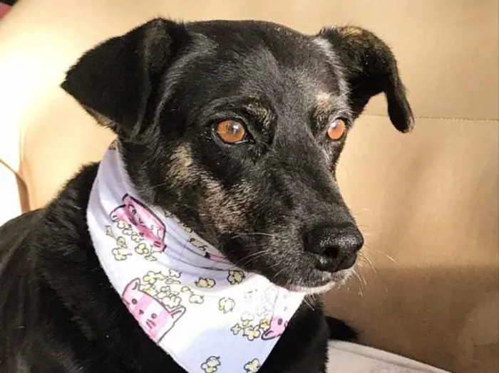 Cachorro ra a SEM RAÇA DEFINIDA  idade 3 anos nome OLÍVIA 