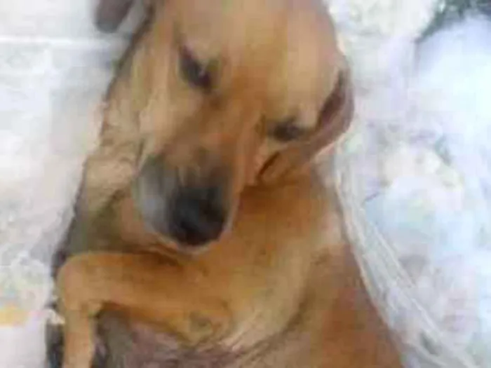 Cachorro ra a Basset com vira lata idade 4 anos nome Belinha